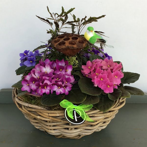 SB005 Special Buy