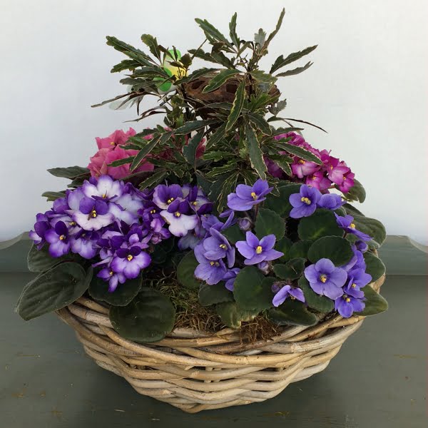 SB005 Special Buy