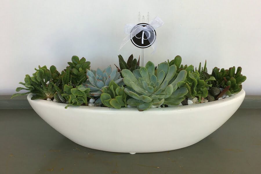 SC023 White Boat Party Succulents