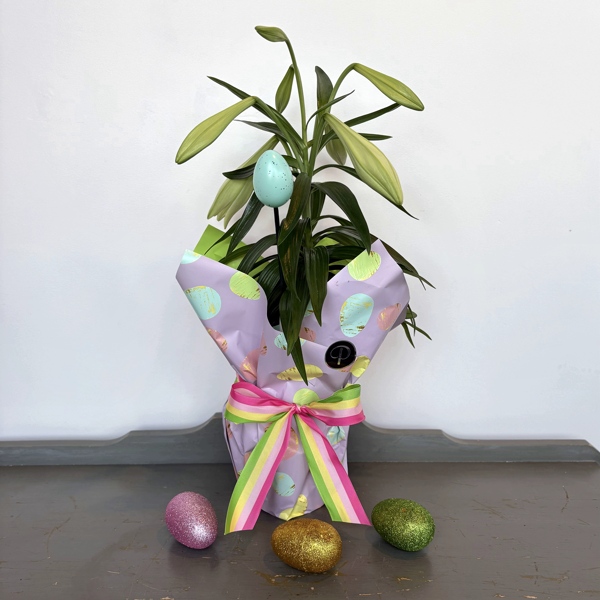 PL039 Easter Lily Plant