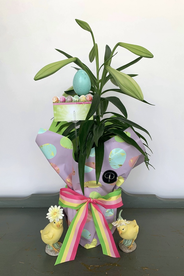 PL039 Easter Lily Plant